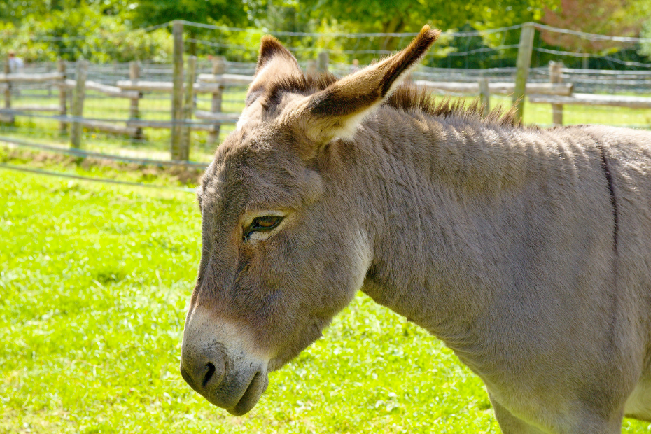 donkey farm cyprus